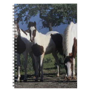 Carnet Groupe de chevaux de peinture