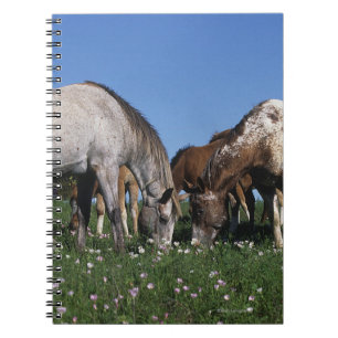 Carnet Groupe de pâturage de chevaux d'Appaloosa