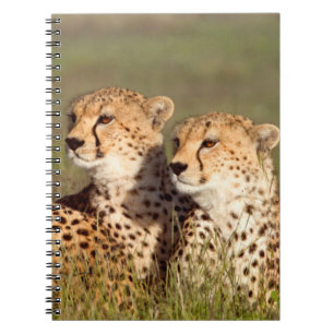 Carnet Guépard couché dans l'herbe, Ngorongoro Conservati
