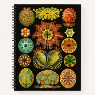 Carnet Haeckel Ascidiae Illustration d'écureuils marins