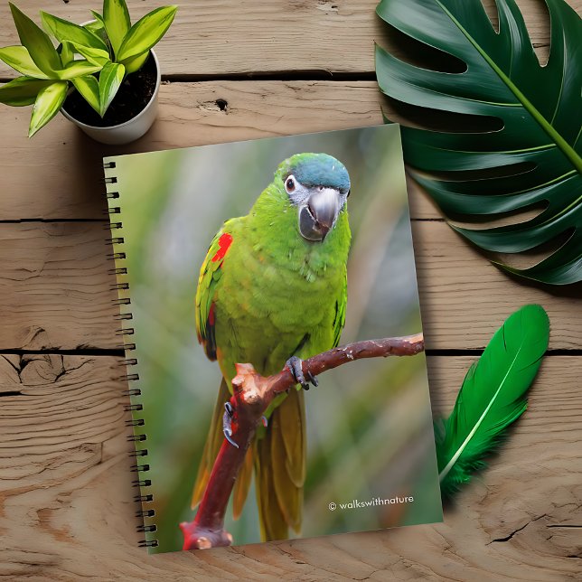 Carnet Hahn's Mini Macaw / Macaw à épaulettes rouges (Hahn's Red-Shouldered Mini Macaw Journal Cover Photo)