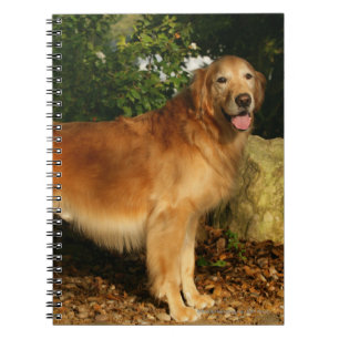Carnet Halètement de golden retriever