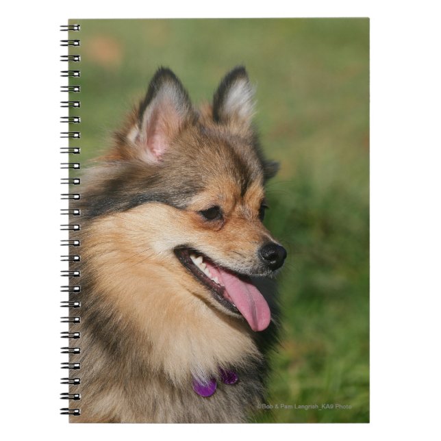 Carnet Halètement de Headshot de Pomeranian (Devant)