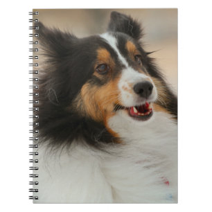 Carnet Happy Shelty
