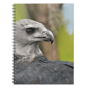 Carnet Harpy Eagle 1.JPG