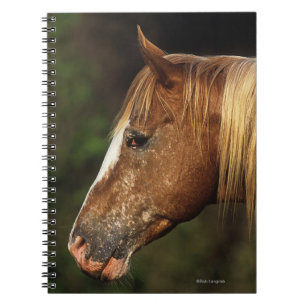 Carnet Headshot 1 de cheval d'Appaloosa