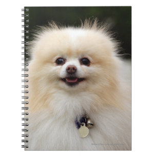 Carnet Headshot 1 de Pomeranian