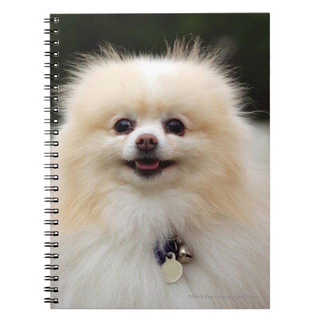 Carnet Headshot 1 de Pomeranian (Devant)