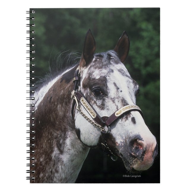 Carnet Headshot 2 de cheval d'Appaloosa (Devant)