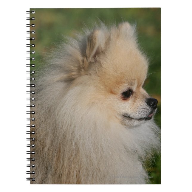 Carnet Headshot 2 de Pomeranian (Devant)