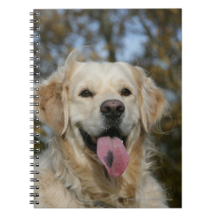 Carnet Headshot 3 de golden retriever