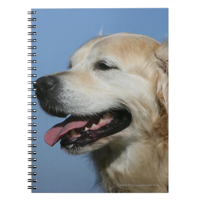 Carnet Headshot 4 de golden retriever (Devant)