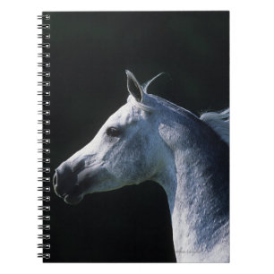 Carnet Headshot arabe 2 de cheval