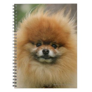 Carnet Headshot de Pomeranian regardant l'appareil-photo