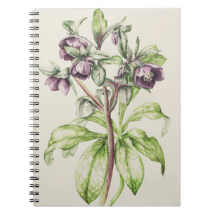 Carnet Helleborus Orientalis de Hélène Ballard