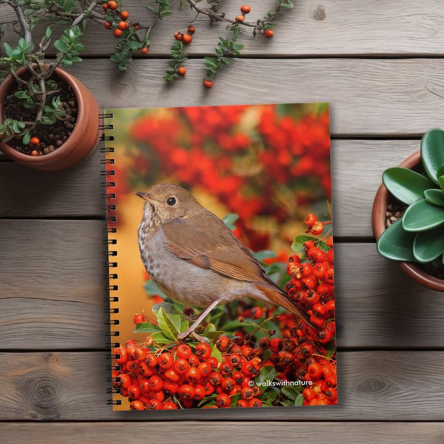 Carnet Hermite Thrush Songbird sur araignée de feu (Hermit Thrush on the Scarlet Firethorn Journal Cover Photo)