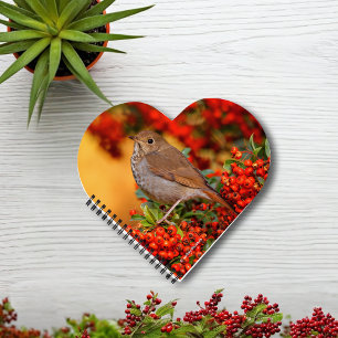 Carnet Hermite Thrush Songbird sur l'araignée de feu