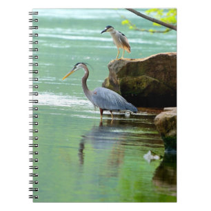 Carnet Hérons