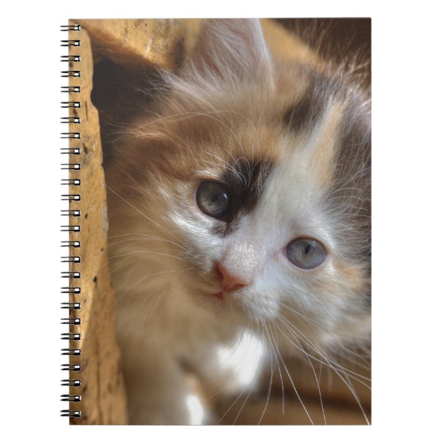 Carnet Heterochromie Calico Kitten (Devant)