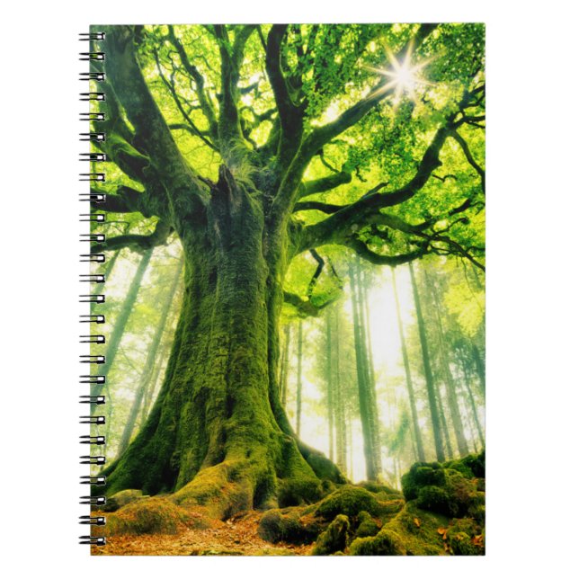 Carnet Hêtre de Ponthus (Devant)