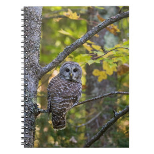 Carnet Hibou moyen-duc en automne   Comté d'Alger, MI