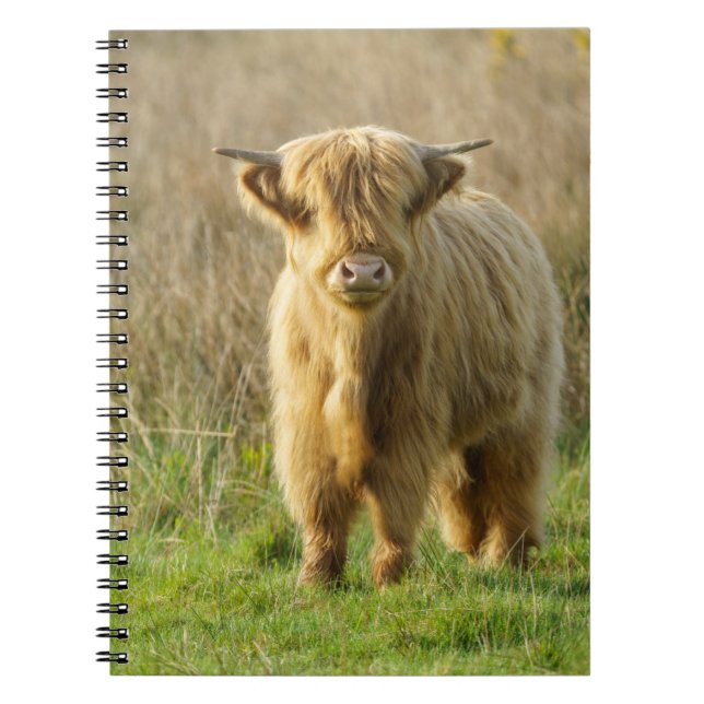 Carnet Highland Cow (Devant)