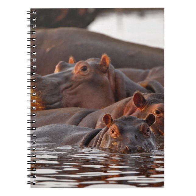Carnet Hippopotamus, Hippopotamus amphibius, lac (Devant)
