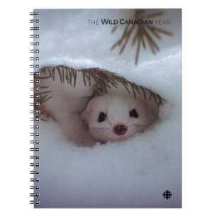 Carnet Hiver - Weasel à queue courte