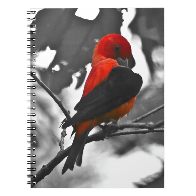 Carnet Homme Scarlet Tanager (Devant)