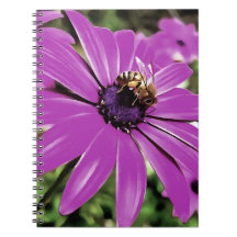 Honey Bee Sur Un Daisy Africain Violet