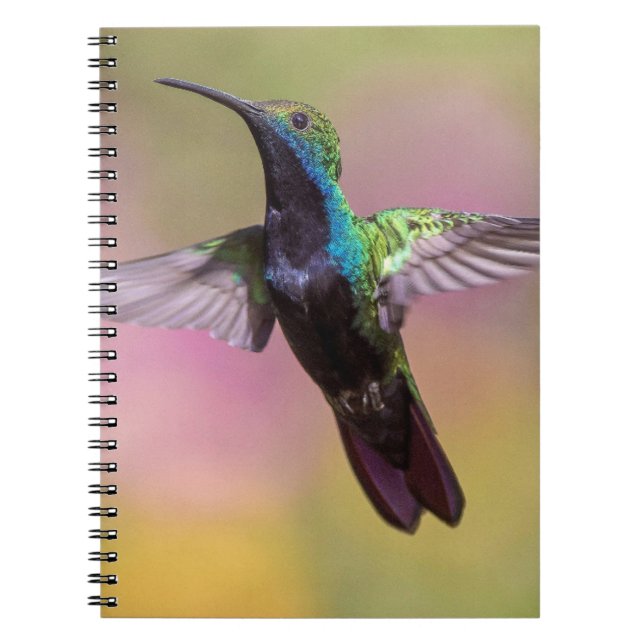 Carnet Humming Bird (Devant)