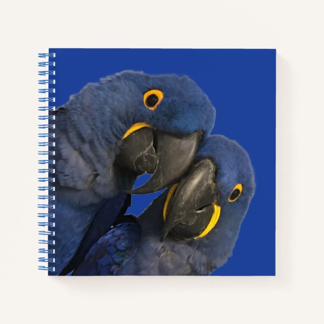 Carnet Hyacinth Macaw (Devant)