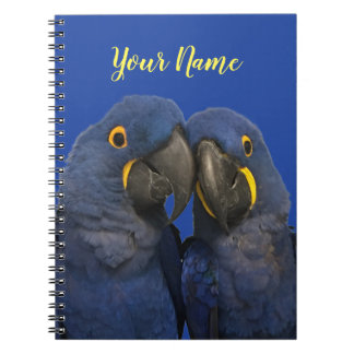 Carnet Hyacinth Macaw
