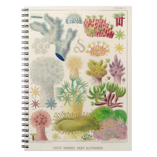 Carnet Illustration de biologie marine en Australie vinta (Devant)