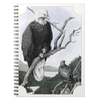 Carnet Illustration de cru d'Eagle chauve