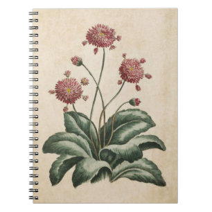 Carnet Illustration de marguerite vintage