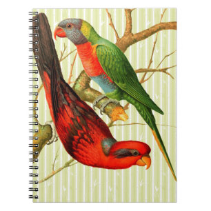 Carnet Illustration Vintage colorée de perroquets rouges 