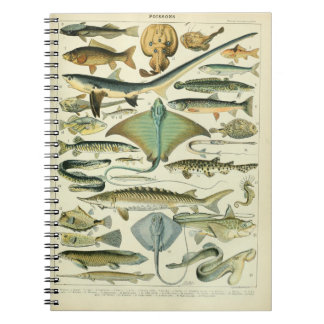Carnet Illustration Vintage de Poissons