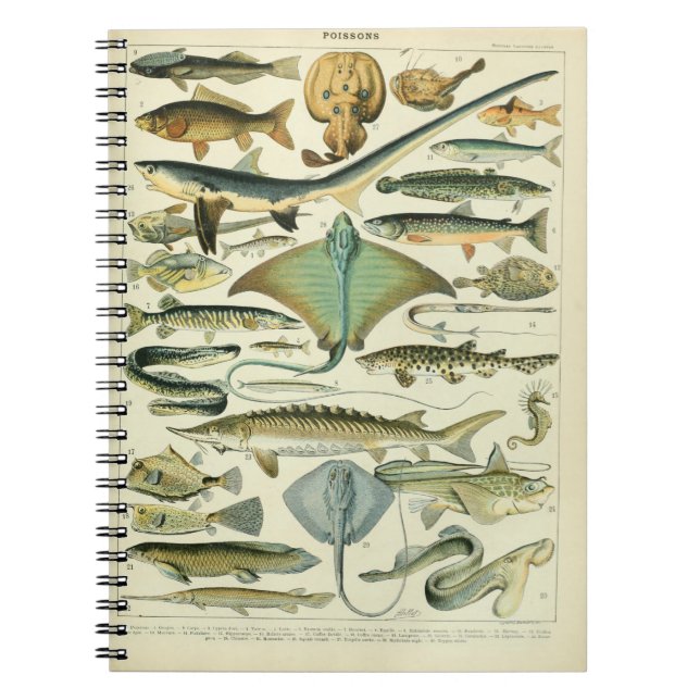 Carnet Illustration Vintage de Poissons (Devant)