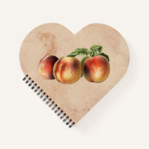 Illustration vintage des pêches