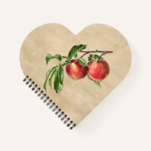 Illustration vintage Peaches