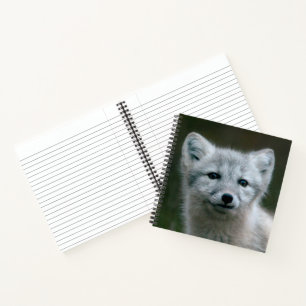 Carnet Images Getty   Arctic Fox Kit