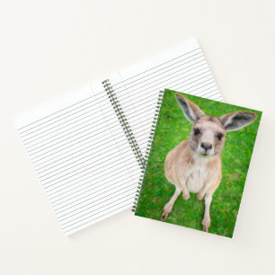 Carnet Images Getty Baby Kangaroo
