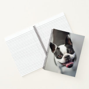 Carnet Images Getty French Bulldog