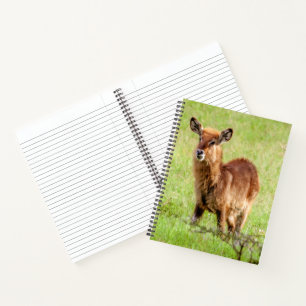 Carnet Images Getty Young Brown Antelope Waterbuck