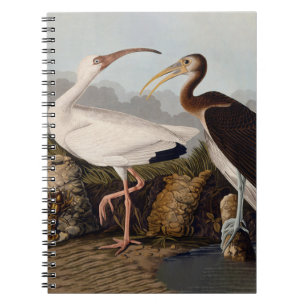 Carnet Impression d'oiseau Ibis blanc de John James Audub