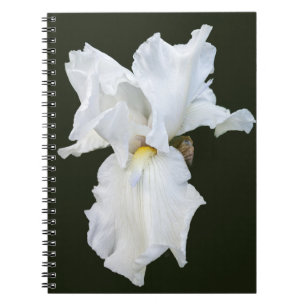 Carnet Iris à barbe blanche sur fond noir