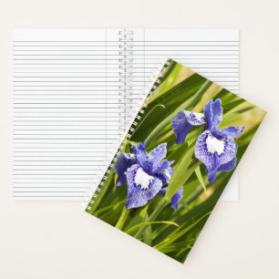 Carnet Iris de Sibérie blancs et violets