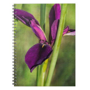 Carnet Iris pourpre de coq de combat de la Louisiane