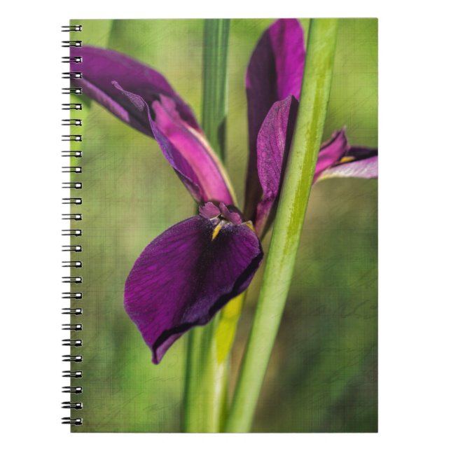 Carnet Iris pourpre de coq de combat de la Louisiane (Devant)